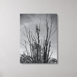 Like Ashes from a Phoenix Canvas Print