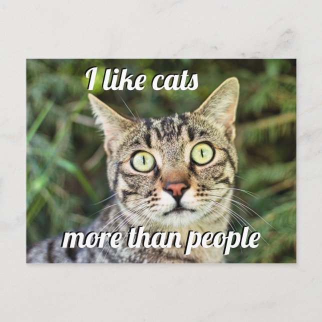 Like cats more than people green-eyed cat close-up postcard (Front)