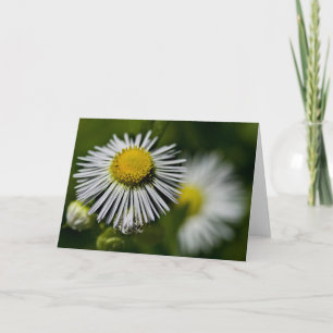 Li'l Daisies Card