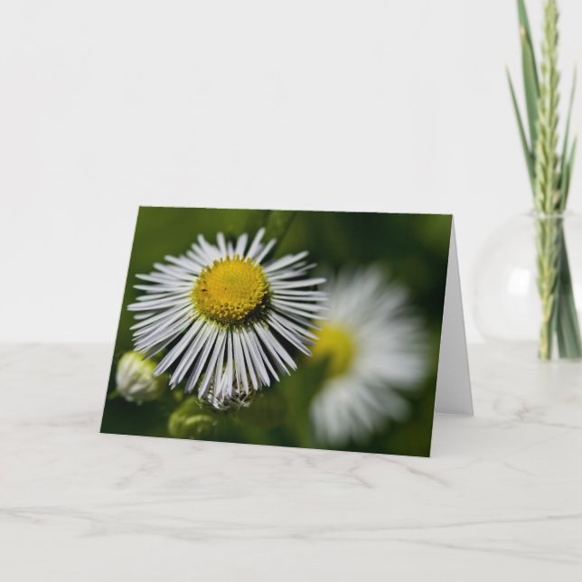 Li'l Daisies Card (Front)