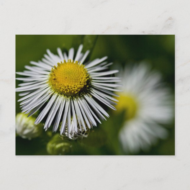 Li'l Daisy Postcard (Front)