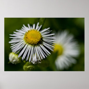 Li'l Daisy Poster