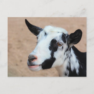 Lil goat postcard