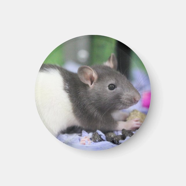 Lil rat magnet (Front)