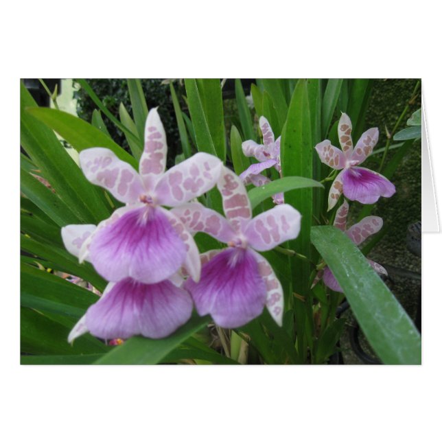 Lilac and White Orchids Card (Front Horizontal)