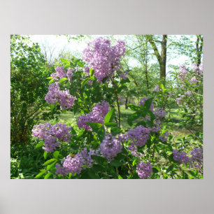 Lilac Beauty Poster