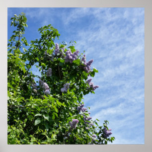 lilac bloom poster