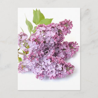 Lilac blossoms postcard