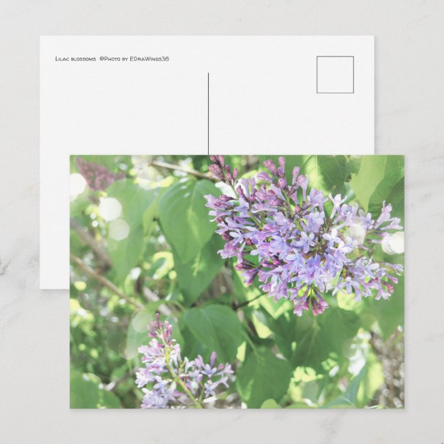 Lilac Blossoms Spring Bloom Nature Photography Postcard (Front/Back)
