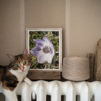 Lilac Blue Anemone Coronaria Wild Flower Painting Poster