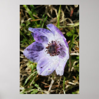 Lilac Blue Anemone Coronaria Wild Flower Painting Poster