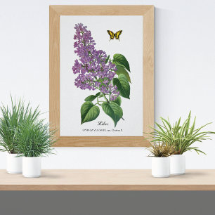 Lilac Botanical Poster