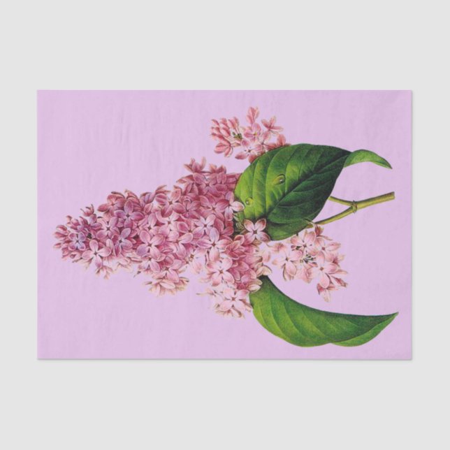 Lilac Branch Botanical 10" X 15" Tissue Paper (Front)