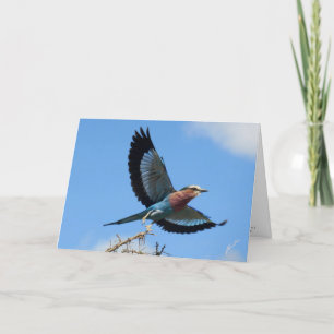 Lilac-breasted Roller/Bird In Flight Holiday Card