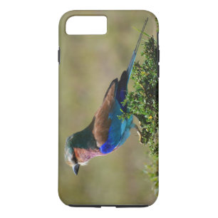 Lilac Breasted Roller Bird iPhone 7 Case
