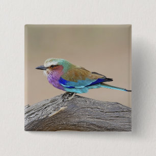 Lilac-breasted roller (Coracias caudata) 15 Cm Square Badge