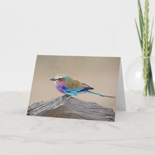 Lilac-breasted roller (Coracias caudata) Card (Front)