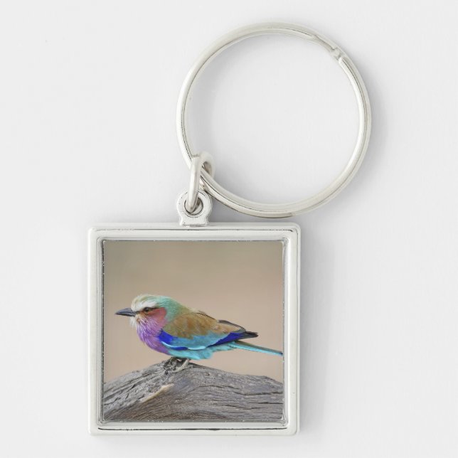 Lilac-breasted roller (Coracias caudata) Key Ring (Front)