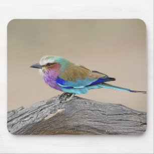 Lilac-breasted roller (Coracias caudata) Mouse Mat