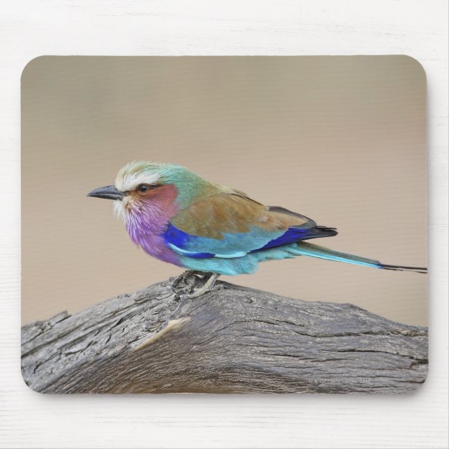 Lilac-breasted roller (Coracias caudata) Mouse Mat (Front)