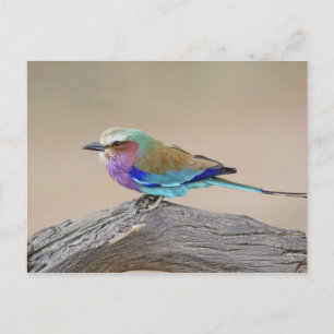 Lilac-breasted roller (Coracias caudata) Postcard