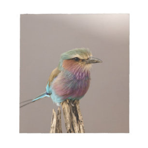 Lilac breasted Roller, Coracias caudata, Samburu Notepad