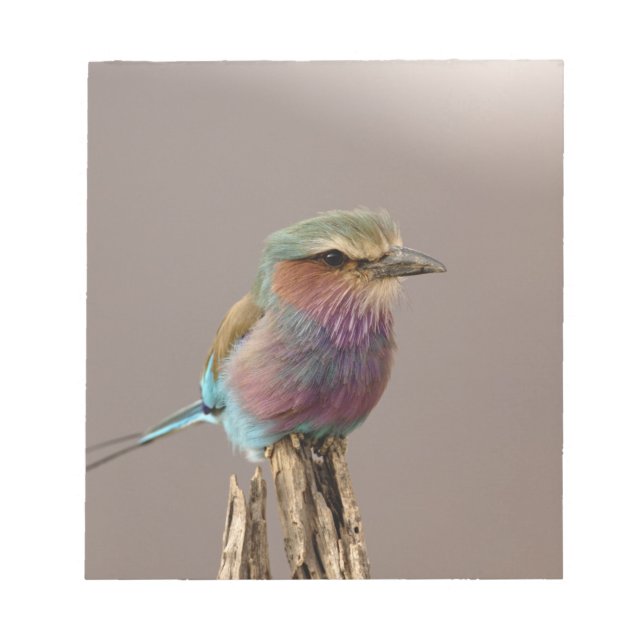 Lilac breasted Roller, Coracias caudata, Samburu Notepad (Front)