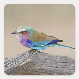 Lilac-breasted roller (Coracias caudata) Square Sticker