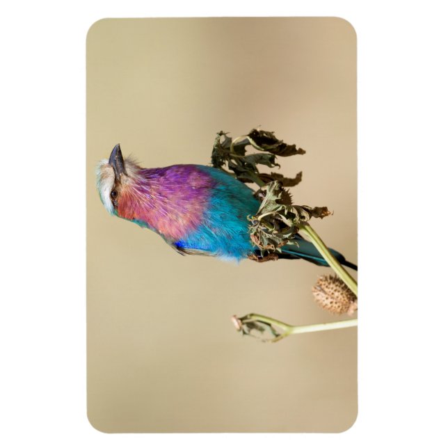 Lilac breasted Roller Magnet (Vertical)