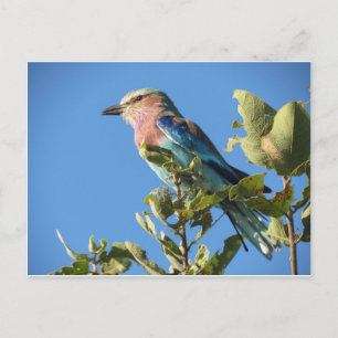 Lilac-breasted roller postcard