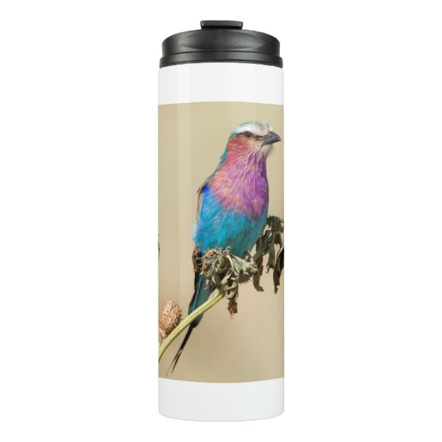 Lilac breasted Roller Thermal Tumbler (Front)