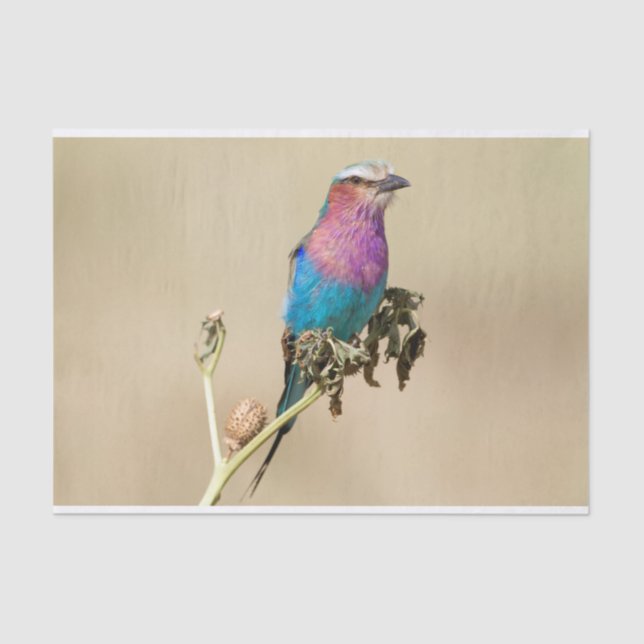 Lilac breasted Roller Tissue Paper (Front)