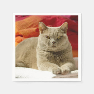 Animals Pets Cats British Shorthair Gifts Gift Ideas Zazzle Uk