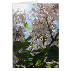 Lilac Bush