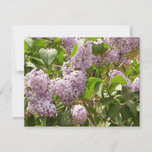 Lilac Bush Beautiful Purple Spring Flowers Card