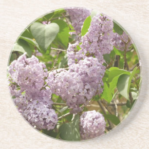 Lilac Bush Beautiful Purple Spring Flowers Coaster