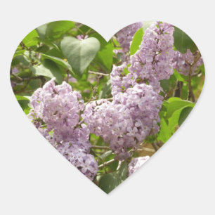Lilac Bush Beautiful Purple Spring Flowers Heart Sticker