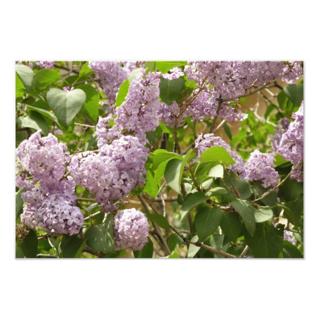 Lilac Bush Beautiful Purple Spring Flowers Photo Print (Front)
