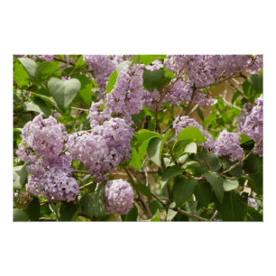 Lilac Bush Beautiful Purple Spring Flowers Poster