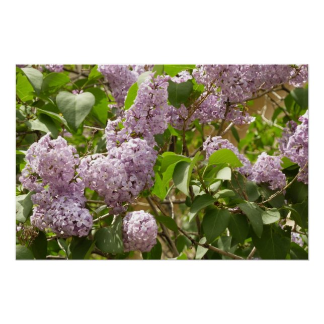Lilac Bush Beautiful Purple Spring Flowers Poster (Front)