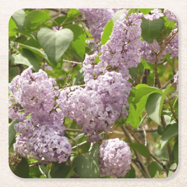 Lilac Bush Beautiful Purple Spring Flowers Square Paper Coaster (Front)