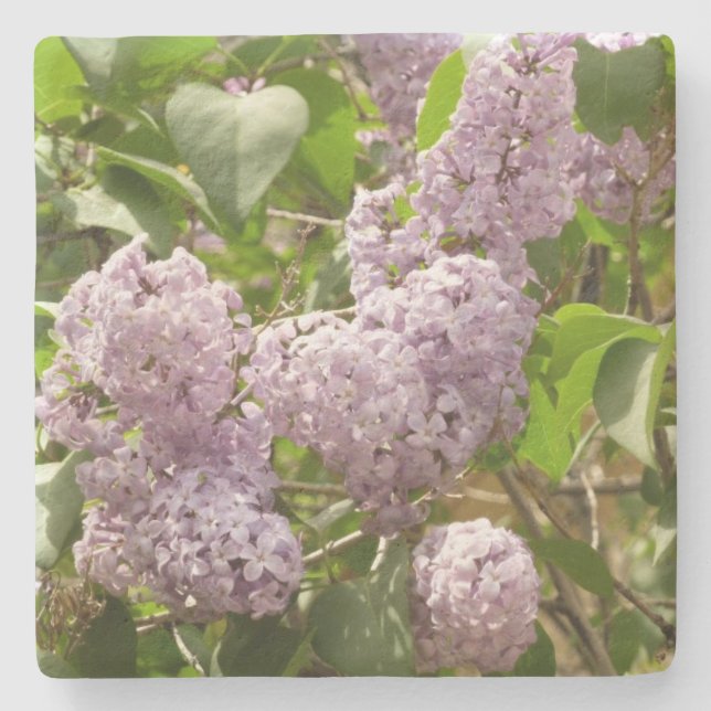 Lilac Bush Beautiful Purple Spring Flowers Stone Coaster (Front)