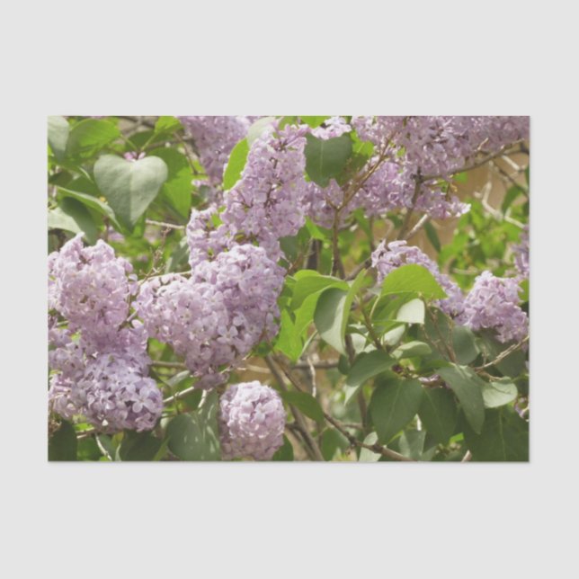 Lilac Bush Beautiful Purple Spring Flowers Tissue Paper (Front)