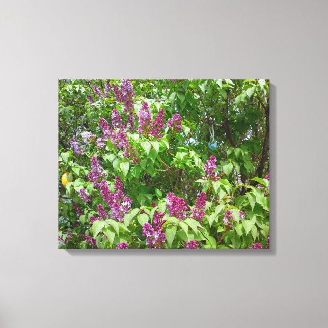 Lilac Bush Canvas Print (Front)