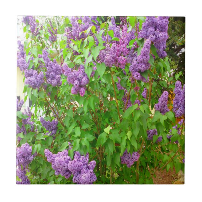 Lilac Bush Tile (Front)