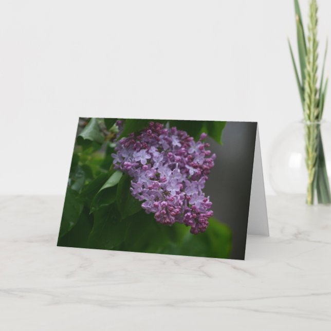 Lilac Card (Front)