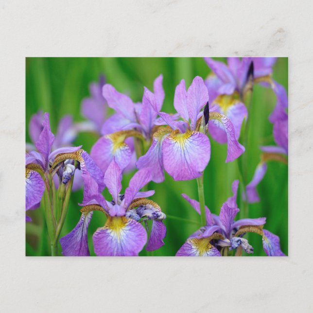 Lilac Colour Blooming Iris Flowers  Postcard (Front)