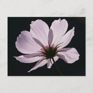 Lilac Cosmea Flower Postcard