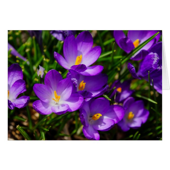 Lilac Crocuses (Front Horizontal)