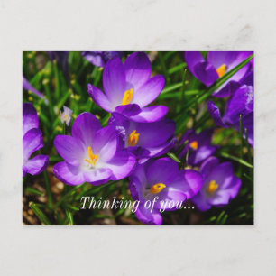 Lilac Crocuses Thinking Of You Postcard